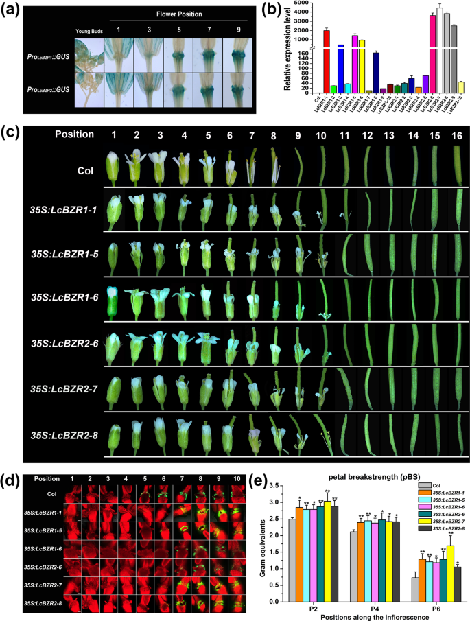 Ectopic expression of LcBZR1/2 in Arabidopsis delays floral organ abscission.